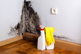 Mold Odor Removal Services in El Dorado Springs, MO